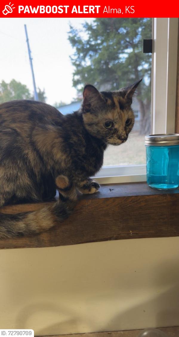 Lost Female Cat last seen Grand Ave Alma ks , Alma, KS 66401