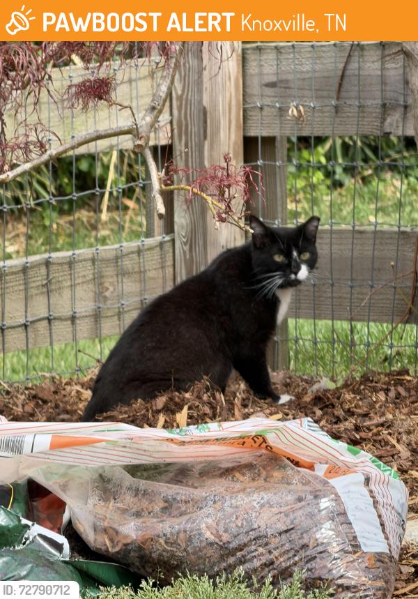 Found/Stray Unknown Cat last seen Washington station cndmniums, Knoxville, TN 37917