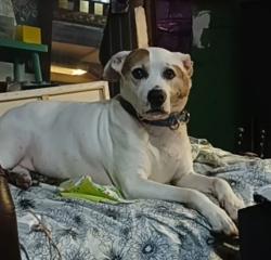 Lost Female Dog last seen River Road, Fortson, GA 31808