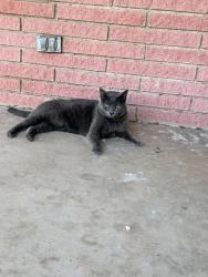 Lost Female Cat last seen Garth Dr, Killeen, TX 76541