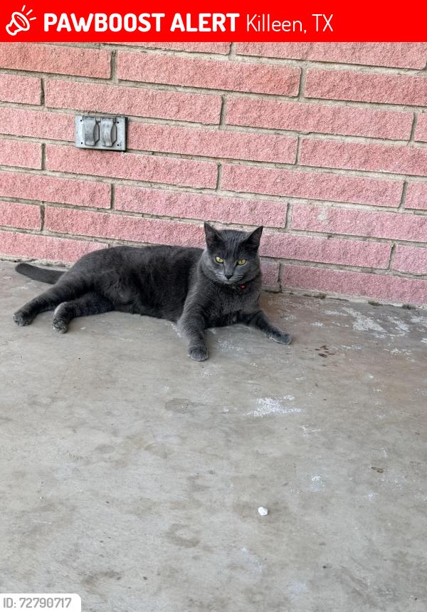 Lost Female Cat last seen Garth Dr, Killeen, TX 76541