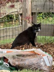 Found/Stray Unknown Cat last seen Washington station cndmniums, Knoxville, TN 37917