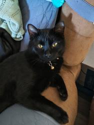 Lost Male Cat last seen Whitecross Rd - Durham Farm, White Cross, NC 27516