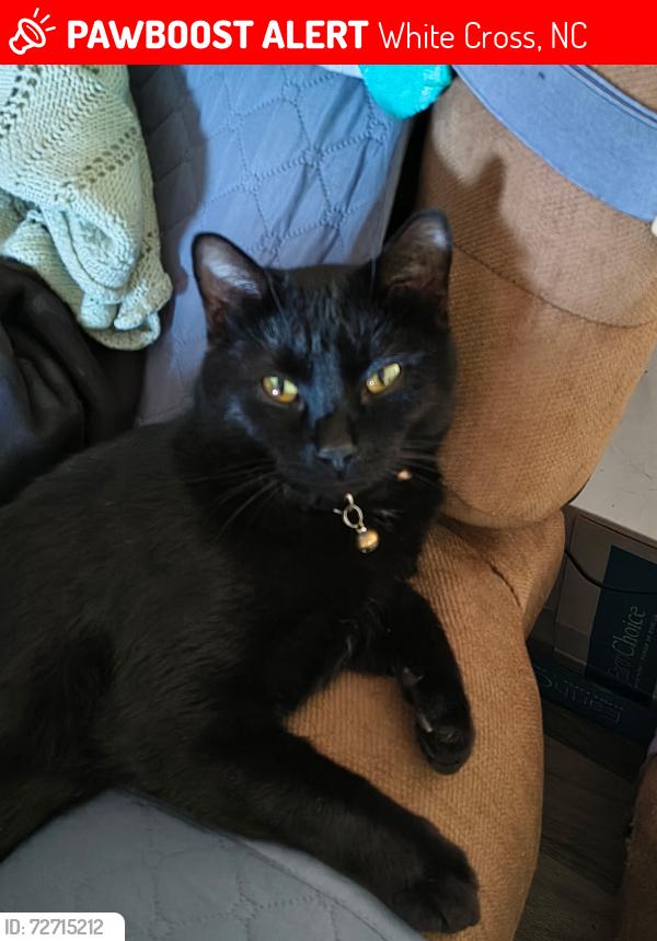Lost Male Cat last seen Whitecross Rd - Durham Farm, White Cross, NC 27516