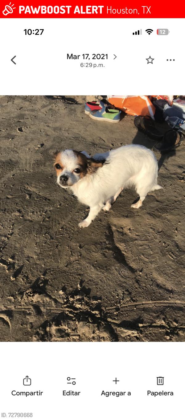 Lost Female Dog last seen Near shadowdale , Houston, TX 77043