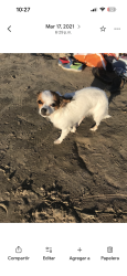 Lost Female Dog last seen Near shadowdale , Houston, TX 77043