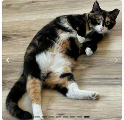 Lost Female Cat last seen HomeOutlet, Johnson City, TN, Johnson City, TN 37604