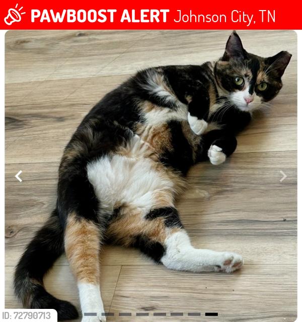 Lost Female Cat last seen HomeOutlet, Johnson City, TN, Johnson City, TN 37604