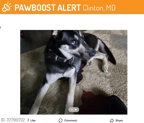 Found/Stray Female Dog last seen Old branch and coventry way, Clinton, MD 20735