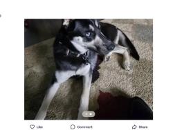 Found/Stray Female Dog last seen Old branch and coventry way, Clinton, MD 20735