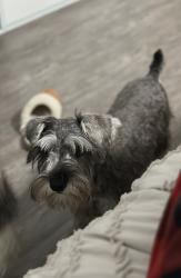 Lost Male Dog last seen Converse Rolling Creek, Converse, TX 78109