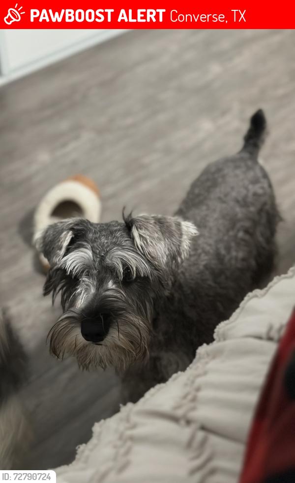 Lost Male Dog last seen Converse Rolling Creek, Converse, TX 78109