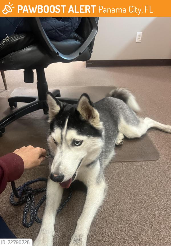 Found/Stray Female Dog last seen Frankford animal, Panama City, FL 32405