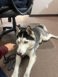 Found/Stray Female Dog last seen Frankford animal, Panama City, FL 32405