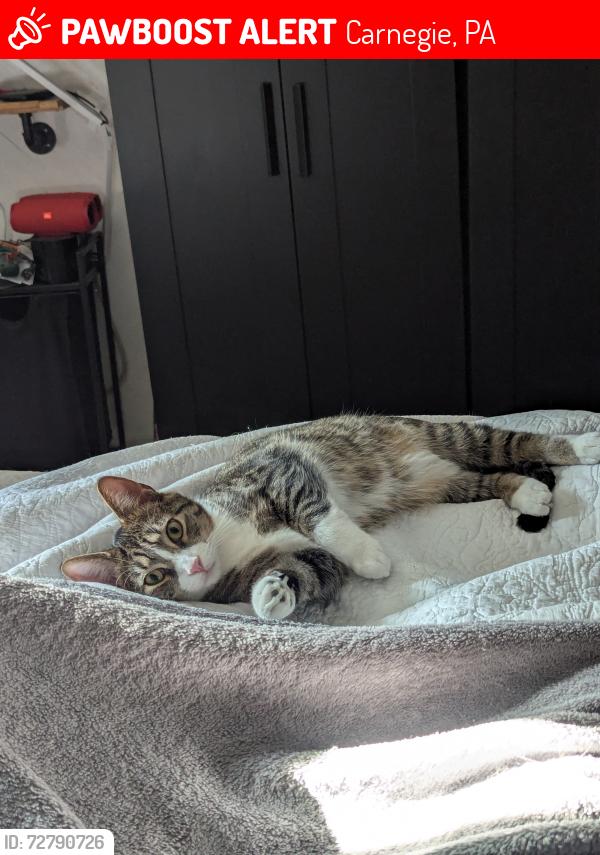 Lost Male Cat last seen Dow Ave and Dawson ave , Carnegie, PA 15106