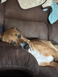Lost Male Dog last seen Krum schools, Krum, TX 76249