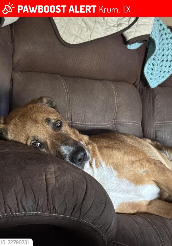 Lost Male Dog last seen Krum schools, Krum, TX 76249