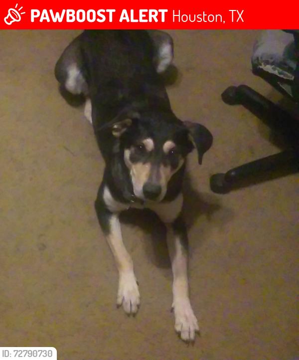 Lost Female Dog last seen West road and Queenston, Houston, TX 77095