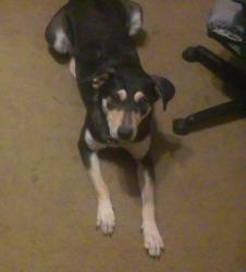 Lost Female Dog last seen West road and Queenston, Houston, TX 77095