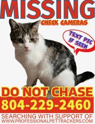 Lost Male Cat last seen Beaver Dam Rd, Hanover County, VA 23192