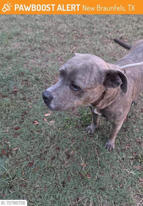 Found/Stray Unknown Dog last seen Walnut Ave, New Braunfels, TX 78130