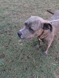 Found/Stray Unknown Dog last seen Walnut Ave, New Braunfels, TX 78130