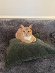 Lost Male Cat last seen Germantown East near Honey Tree, Germantown, TN 38138