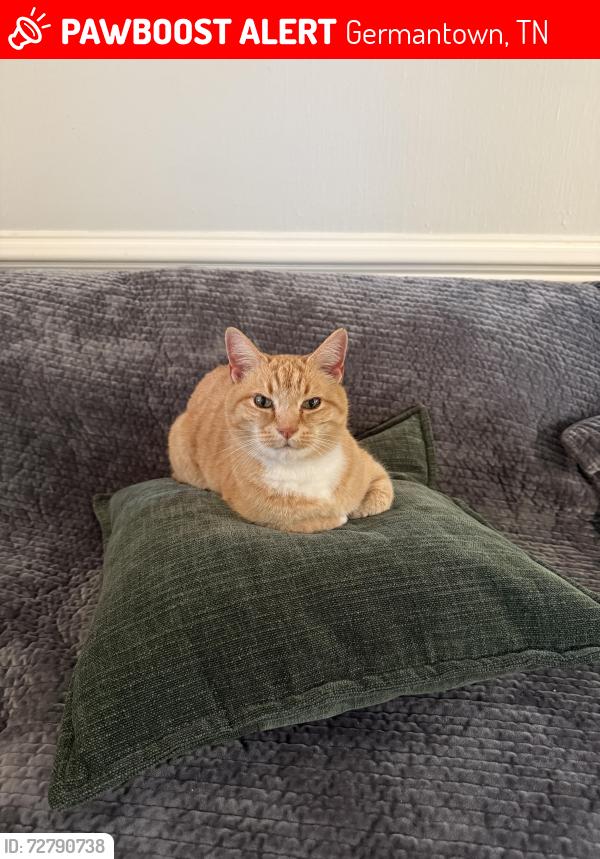 Lost Male Cat last seen Germantown East near Honey Tree, Germantown, TN 38138