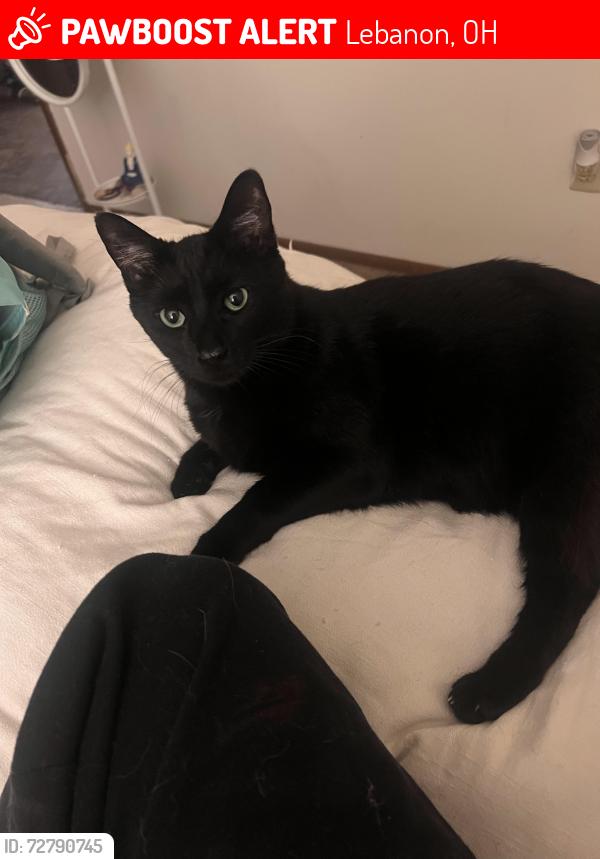 Lost Male Cat last seen Farview an silver street , Lebanon, OH 45036