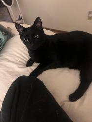 Lost Male Cat last seen Farview an silver street , Lebanon, OH 45036