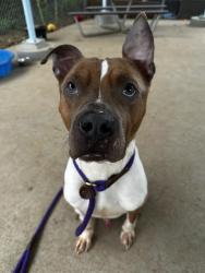 Shelter Stray Male Dog last seen CHARLOTTE, Charlotte, NC 28217