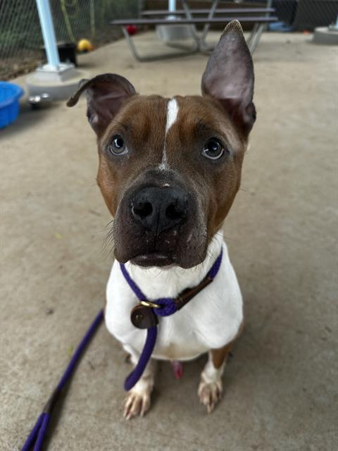 Shelter Stray Male Dog last seen CHARLOTTE, Charlotte, NC 28217