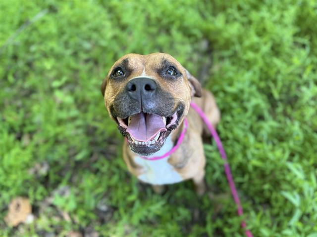 Shelter Stray Female Dog last seen CHARLOTTE, Charlotte, NC 28217