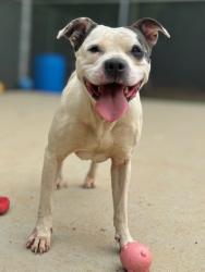 Shelter Stray Female Dog last seen CHARLOTTE, Charlotte, NC 28217