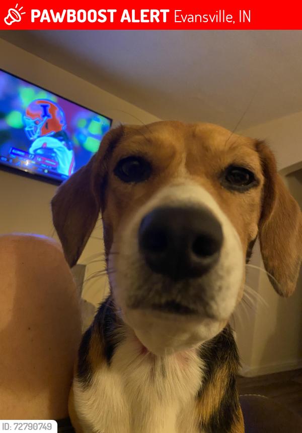 Lost Female Dog last seen Stringtown, Evansville, IN 47711