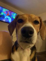 Lost Female Dog last seen Stringtown, Evansville, IN 47711