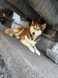 Found/Stray Female Dog last seen Gravois and California , St. Louis, MO 63118