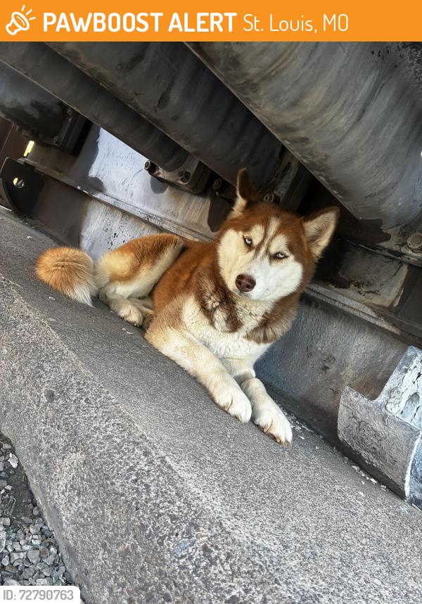 Found/Stray Female Dog last seen Gravois and California , St. Louis, MO 63118