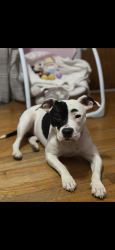 Lost Female Dog last seen Across from poplar springs Methodist church, Sanford, NC 27330