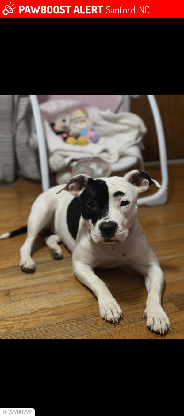 Lost Female Dog last seen Across from poplar springs Methodist church, Sanford, NC 27330