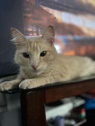 Lost Female Cat last seen Indiana avenue , Lynn Haven, FL 32444