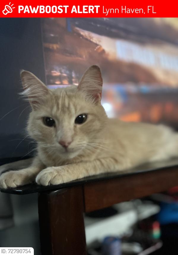 Lost Female Cat last seen Indiana avenue , Lynn Haven, FL 32444
