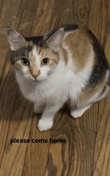 Lost Female Cat last seen Collins and Western next to Pierre’s bakery , Blue Island, IL 60406