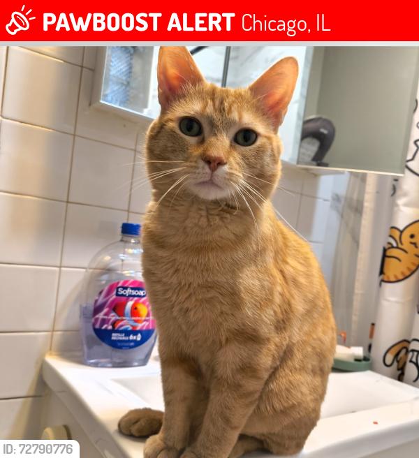 Lost Male Cat last seen Near W Wellington Ave and Long Ave, Chicago, IL 60641