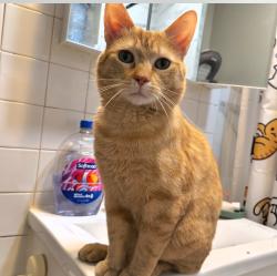 Lost Male Cat last seen Near W Wellington Ave and Long Ave, Chicago, IL 60641