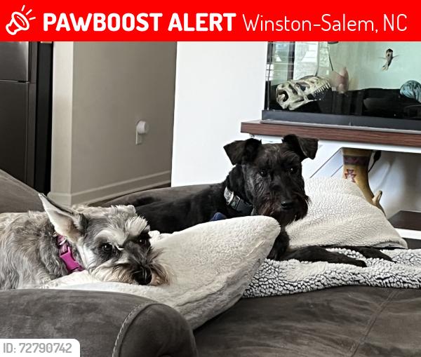 Lost Male Dog last seen Heather Hills Golf Course, Winston-Salem, NC 27127