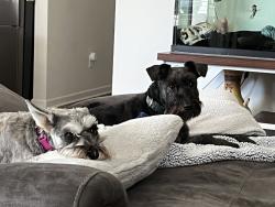 Lost Male Dog last seen Heather Hills Golf Course, Winston-Salem, NC 27127
