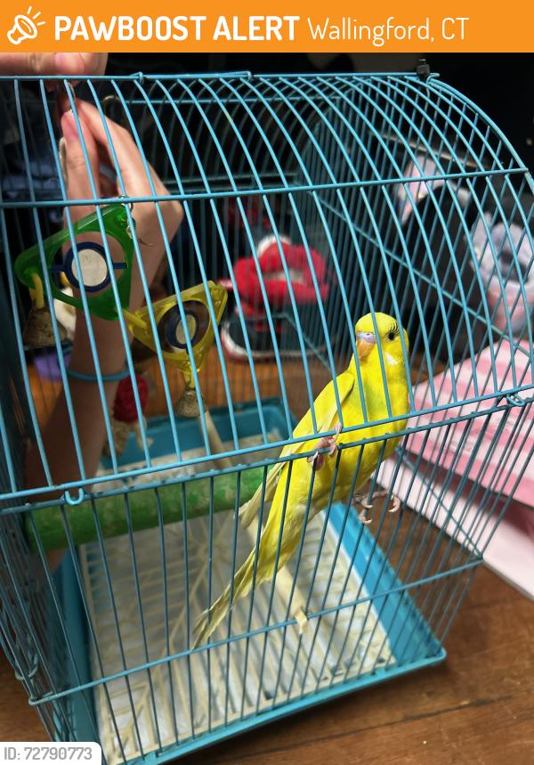 Found/Stray Unknown Bird last seen Archie Moores, Wallingford, CT 06492