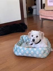 Lost Male Dog last seen Howard St and Lake Ave, Pasadena, CA 91104