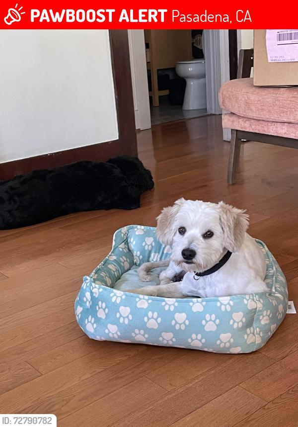 Lost Male Dog last seen Howard St and Lake Ave, Pasadena, CA 91104